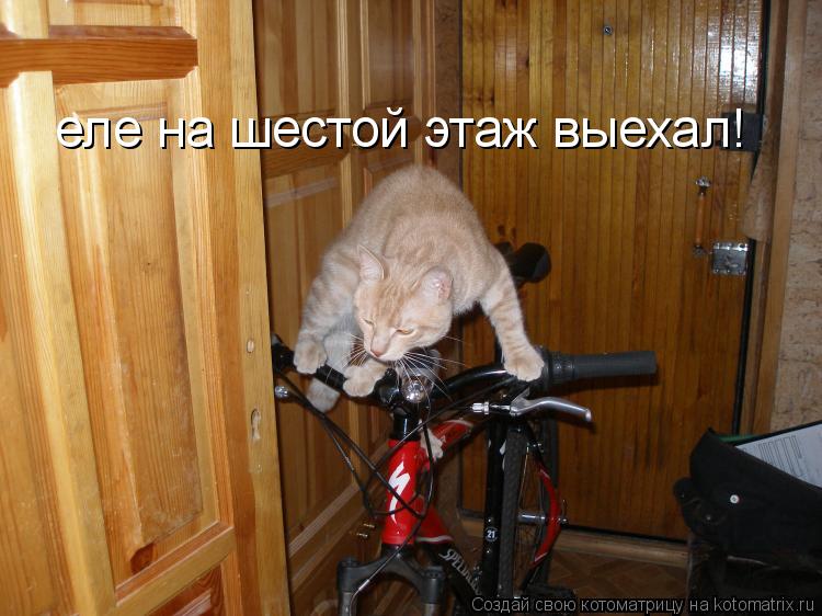 еле на шестой этаж выехал!... Котоматрица: еле на шестой этаж выехал!