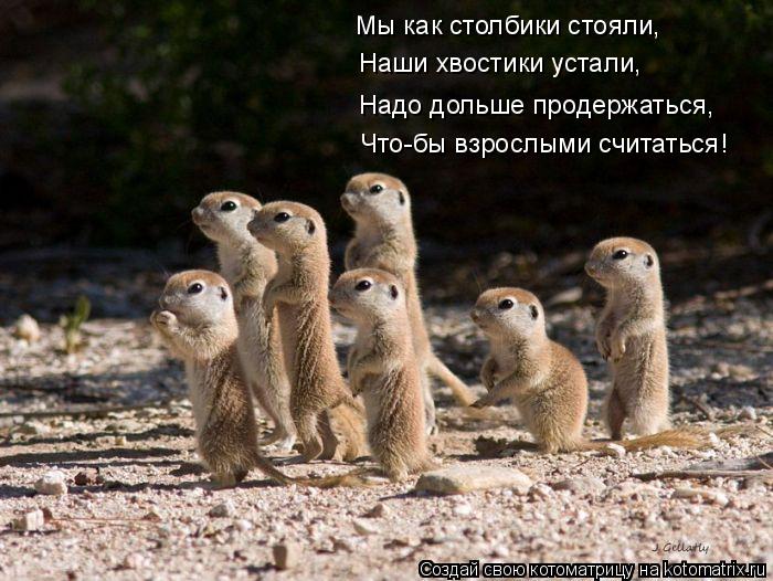 Котоматрица: Мы как столбики стояли, Наши хвостики устали, Надо дольше продержаться, Что-бы взрослыми считаться!