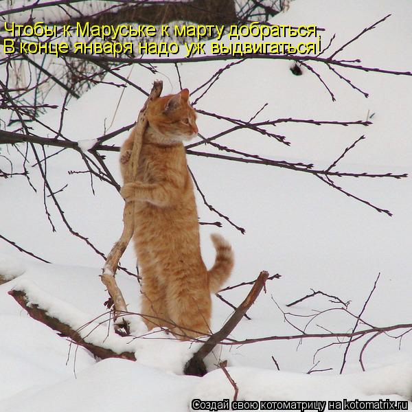 Котоматрица: В конце января надо уж выдвигаться! Чтобы к Маруське к марту добраться,