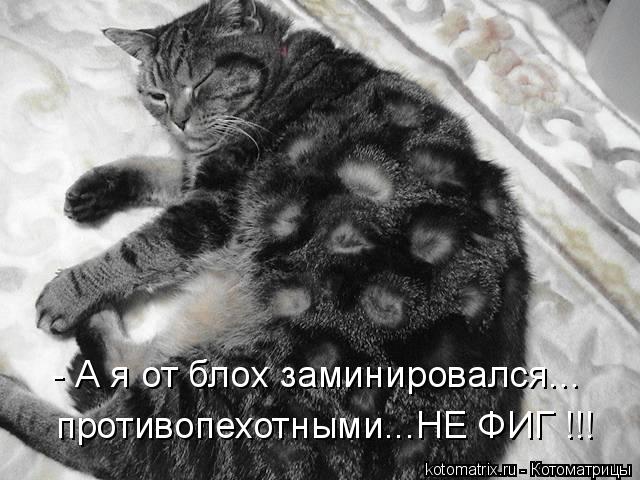 - А я от блох заминировался... противопехотными...НЕ ФИГ !!!... Котоматрица: - А я от блох заминировался... противопехотными...НЕ ФИГ !!!