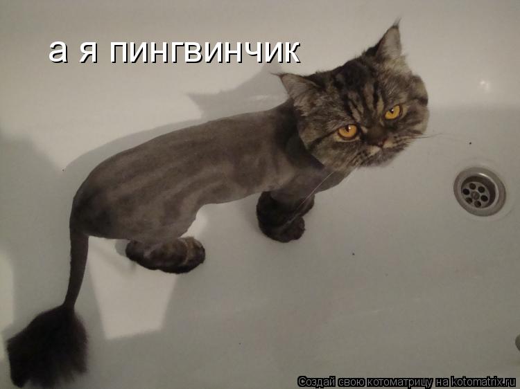 Котоматрица: а я пингвинчик