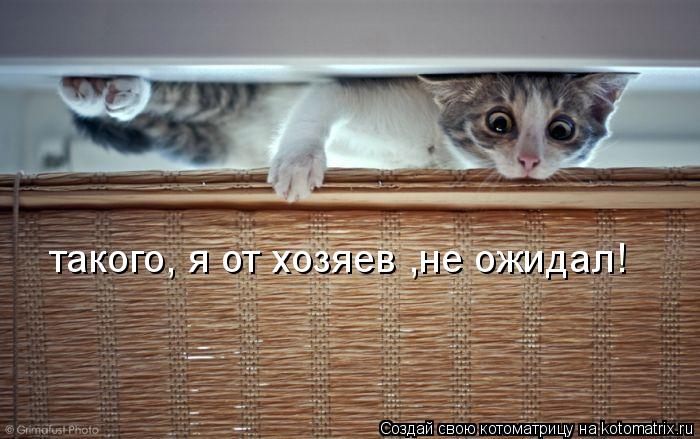 Котоматрица: такого, я от хозяев ,не ожидал!