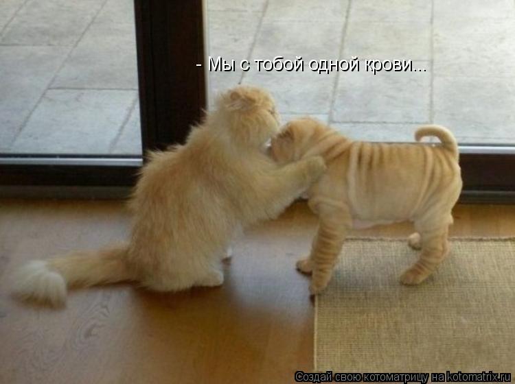 Котоматрица: - Мы с тобой одной крови...
