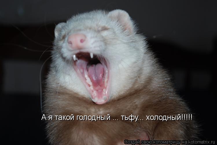 Котоматрица: А я такой голодный ... тьфу... холодный!!!!!