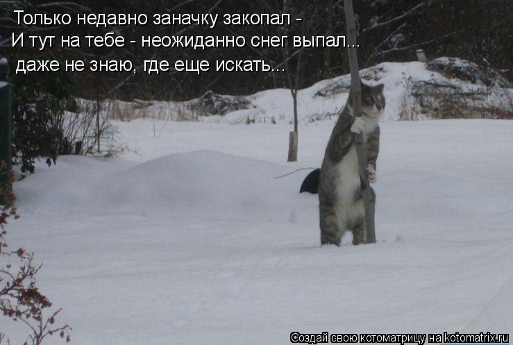 Котоматрица: Только недавно заначку закопал -  И тут на тебе - неожиданно снег выпал... даже не знаю, где еще искать...