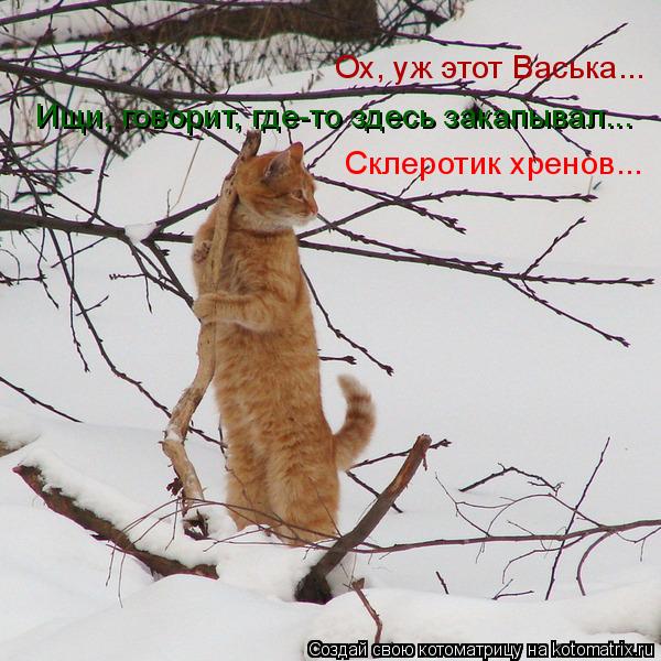 Котоматрица: Ищи, говорит, где-то здесь закапывал... Ох, уж этот Васька... Склеротик хренов...
