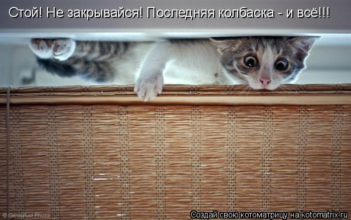 Стой! Не закрывайся! Последняя колбаска - и всё!!!... Котоматрица: Стой! Не закрывайся! Последняя колбаска - и всё!!!