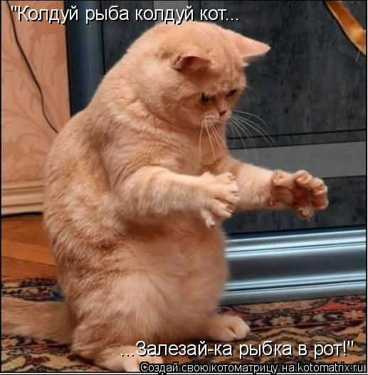 Котоматрица: "Колдуй рыба колдуй кот... ...Залезай-ка рыбка в рот!"