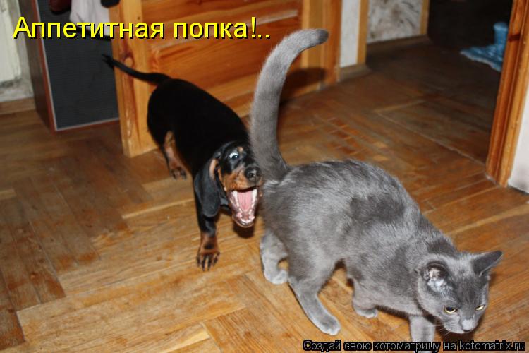 Котоматрица: Аппетитная попка!..