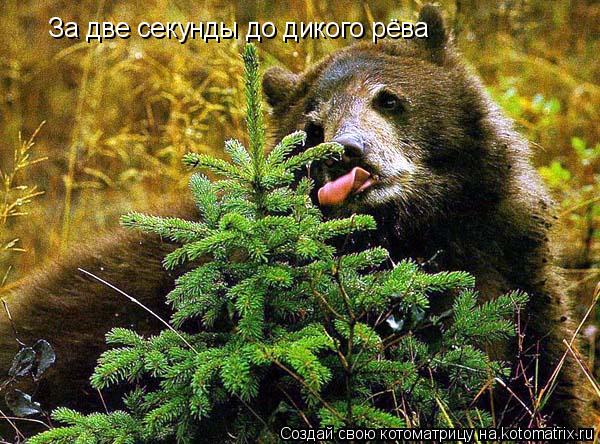 Котоматрица: За две секунды до дикого рёва