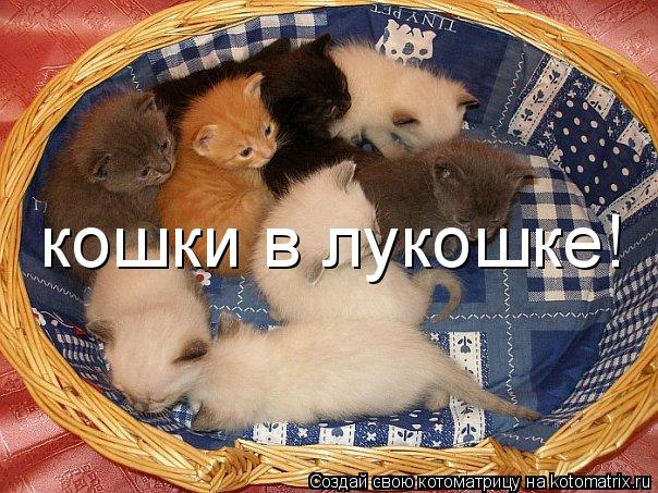 Котоматрица: кошки в лукошке!