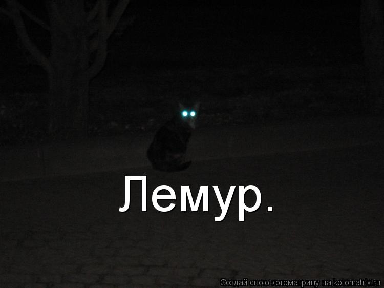 Лемур.... Котоматрица: Лемур.