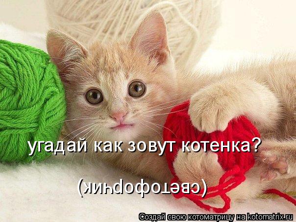 Котоматрица: угадай как зовут котенка? (светофорчик)