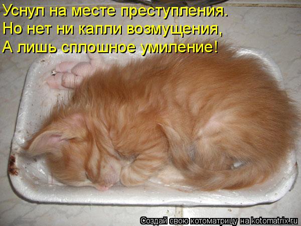 Уснул на месте преступления. Но нет ни капли возмущения, А лишь сплошное умиление!... Котоматрица: Уснул на месте преступления. Но нет ни капли возмущения, А лишь сплошное умиление!