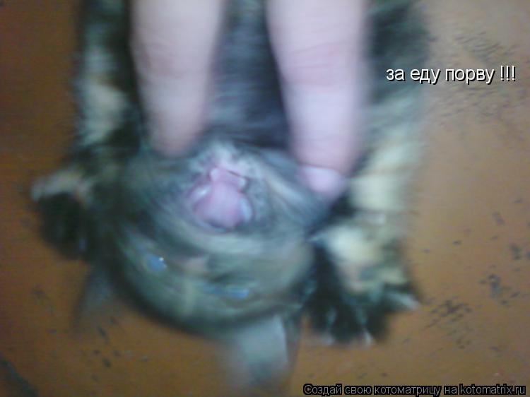 за еду порву !!!... Котоматрица: за еду порву !!!