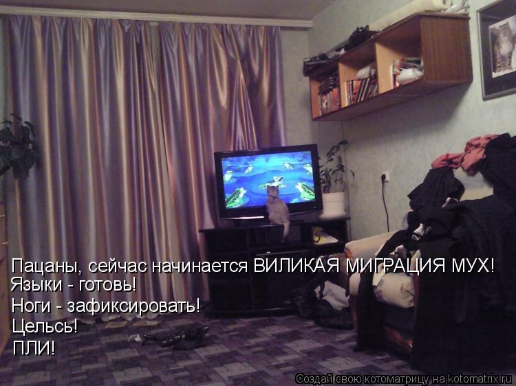 Пацаны, сейчас начинается ВИЛИКАЯ МИГРАЦИЯ МУХ! Языки - готовь! Ноги - зафиксировать! Цельсь! ПЛИ!... Котоматрица: Пацаны, сейчас начинается ВИЛИКАЯ МИГРАЦИЯ МУХ! Языки - готовь! Ноги - зафиксировать! Цельсь! ПЛИ!