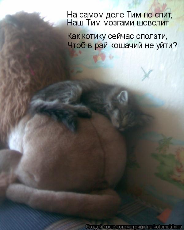 На самом деле Тим не спит, Чтоб в рай кошачий не уйти? Как котику сейчас сползти, Наш Тим мозгами шев... Котоматрица: На самом деле Тим не спит, Чтоб в рай кошачий не уйти? Как котику сейчас сползти, Наш Тим мозгами шевелит.