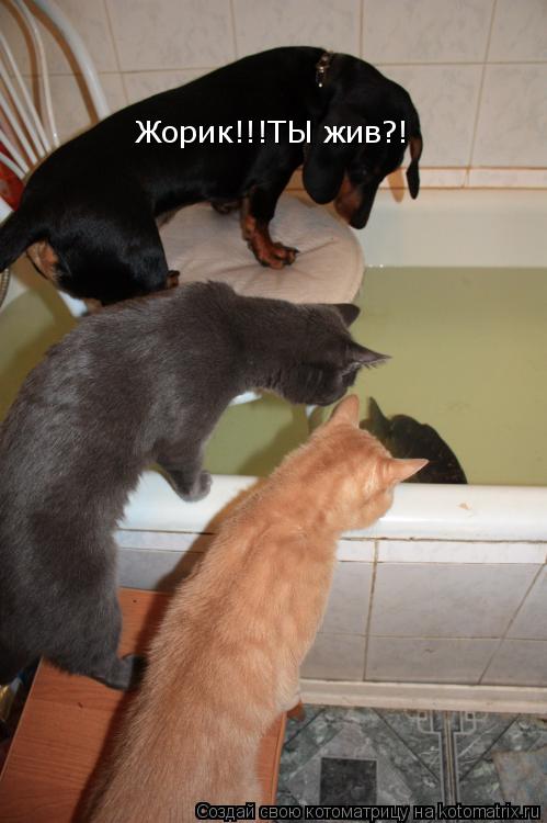 Жорик!!!ТЫ жив?!... Котоматрица: Жорик!!!ТЫ жив?!