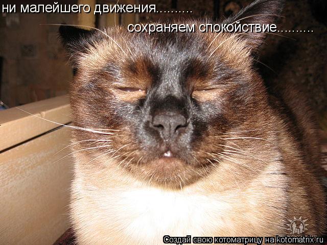 ни малейшего движения.......... сохраняем спокойствие............. Котоматрица: ни малейшего движения.......... сохраняем спокойствие..........
