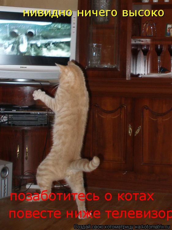 нивидно ничего высоко повесте пониже телевизор позаботитесь о котах повесте ниже телевизор... Котоматрица: нивидно ничего высоко повесте пониже телевизор позаботитесь о котах повесте ниже телевизор