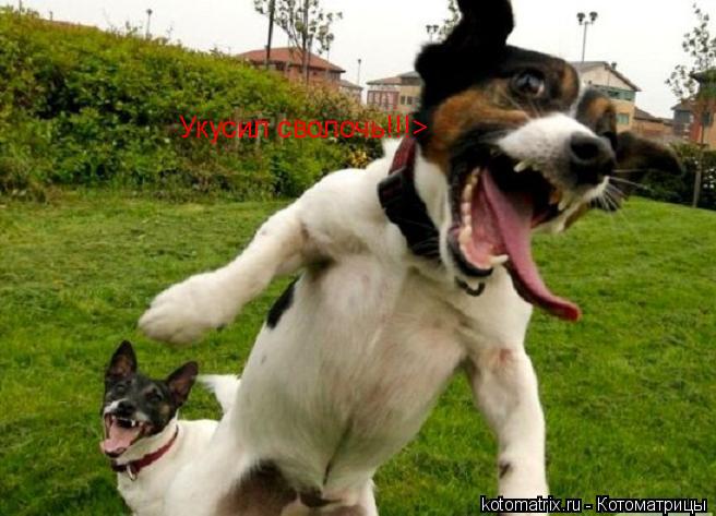 Укусил сволочь!!!>... Котоматрица: Укусил сволочь!!!>