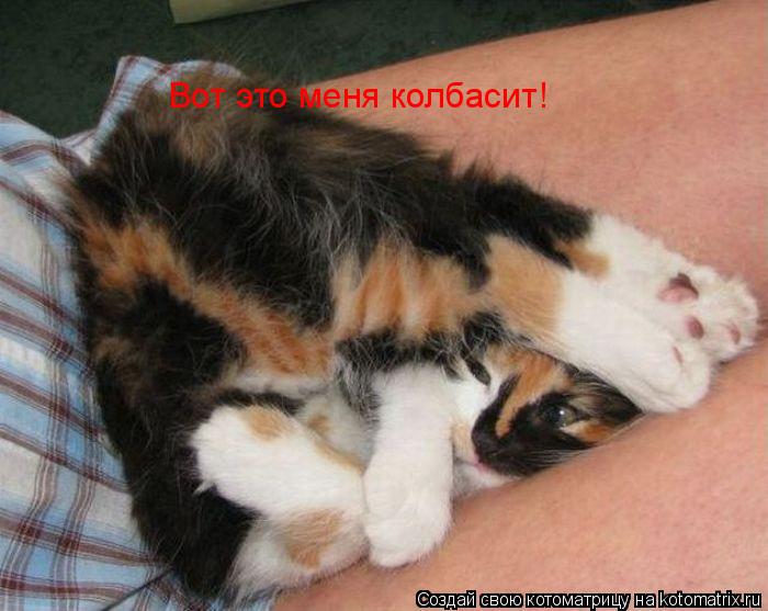 Вот это меня колбасит!... Котоматрица: Вот это меня колбасит!
