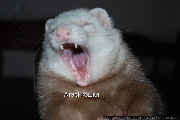 Атас! кошки... Котоматрица: Атас! кошки