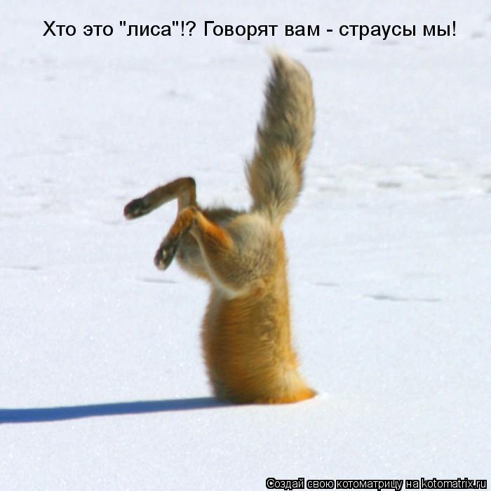 Хто это "лиса"!? Говорят вам - страусы мы!... Котоматрица: Хто это "лиса"!? Говорят вам - страусы мы!
