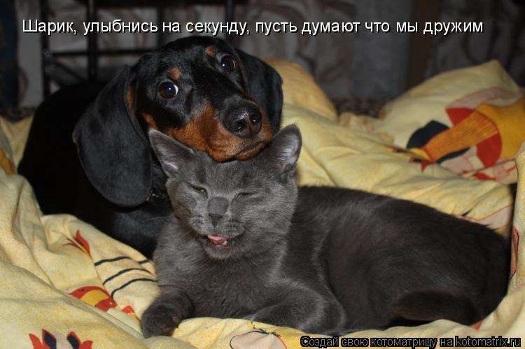 Шарик, улыбнись на секунду, пусть думают что мы дружим... Котоматрица: Шарик, улыбнись на секунду, пусть думают что мы дружим