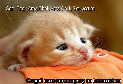 Seni Chok Ama Chok Ama Chok Seviyorum...... Котоматрица: Seni Chok Ama Chok Ama Chok Seviyorum...
