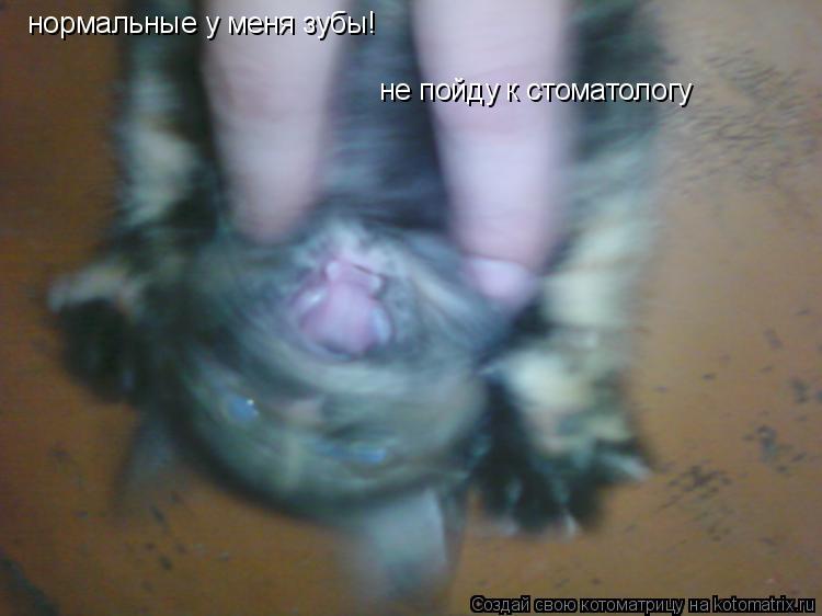 Котоматрица: нормальные у меня зубы!  не пойду к стоматологу