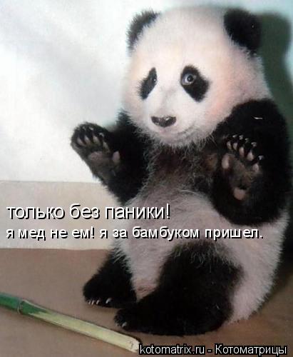 Котоматрица: только без паники! я мед не ем! я за бамбуком пришел.