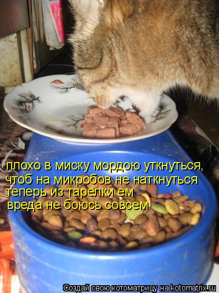 Котоматрица: чтоб на микробов не наткнуться теперь из тарелки ем вреда не боюсь совсем плохо в миску мордою уткнуться,