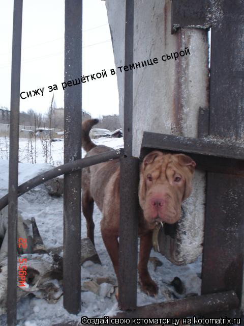 Котоматрица: Сижу за решёткой в темнице сырой