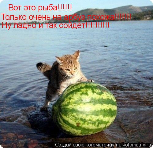 Котоматрица: Вот это рыба!!!!!! Только очень на арбуз похожа!!!!!!! Ну ладно и так сойдёт!!!!!!!!!!