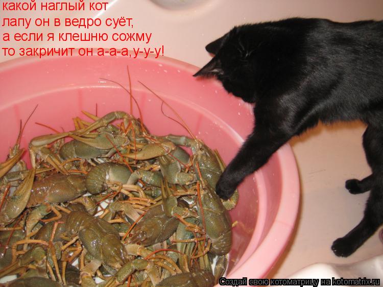 Котоматрица: какой наглый кот лапу он в ведро суёт, а если я клешню сожму то закричит он а-а-а,у-у-у!