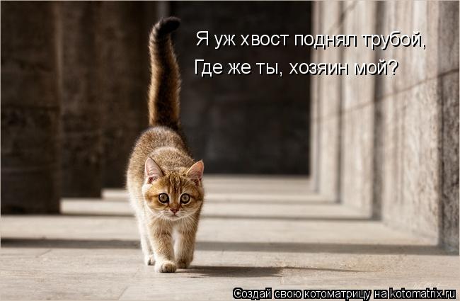 Котоматрица: Я уж хвост поднял трубой, Где же ты, хозяин мой?