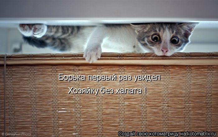Котоматрица: Борька первый раз увидел Хозяйку без халата !