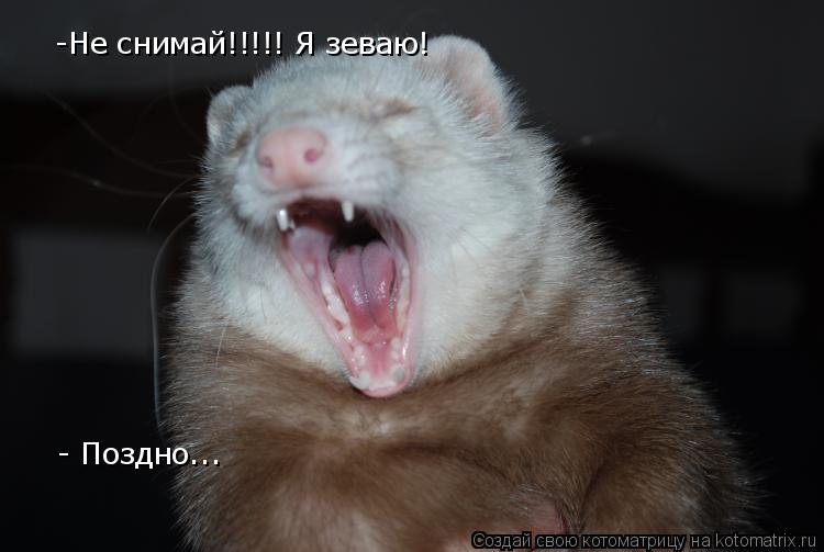 Котоматрица: -Не снимай!!!!! Я зеваю! - Поздно...