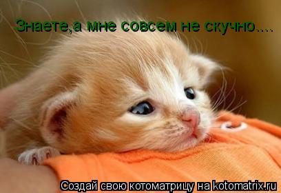 Знаете,а мне совсем не скучно....... Котоматрица: Знаете,а мне совсем не скучно....