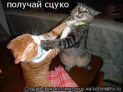 получай сцуко... Котоматрица: получай сцуко