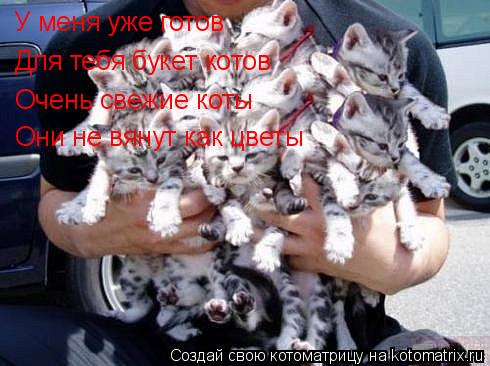 У меня уже готов Для тебя букет котов Очень свежие коты Они не вянут как цветы... Котоматрица: У меня уже готов Для тебя букет котов Очень свежие коты Они не вянут как цветы