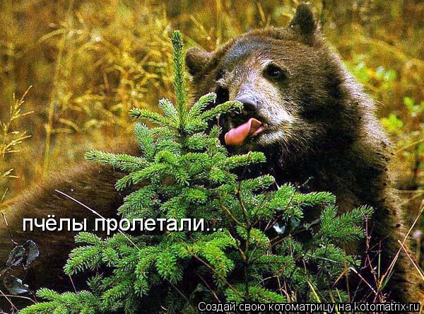 пчёлы пролетали...... Котоматрица: пчёлы пролетали...