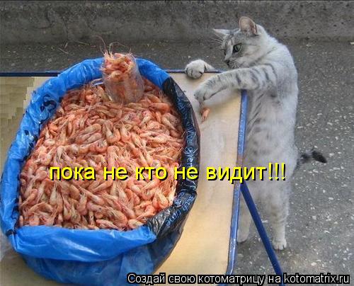пока не кто не видит!!!... Котоматрица: пока не кто не видит!!!