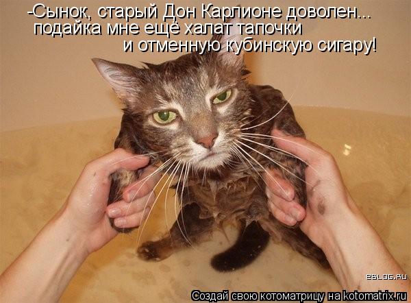 -Сынок, старый Дон Карлионе доволен... подайка мне ещё халат тапочки и отменную кубинскую сигару!... Котоматрица: -Сынок, старый Дон Карлионе доволен... подайка мне ещё халат тапочки и отменную кубинскую сигару!