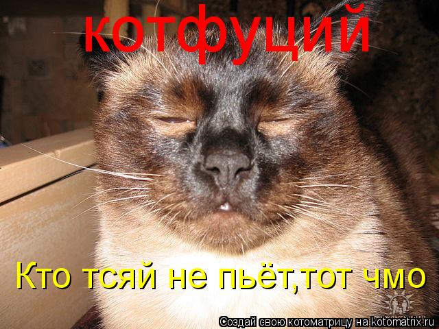 котфуций Кто тсяй не пьёт,тот чмо... Котоматрица: котфуций Кто тсяй не пьёт,тот чмо