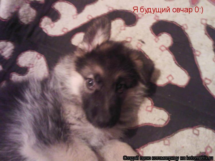 Я будущий овчар 0:)... Котоматрица: Я будущий овчар 0:)