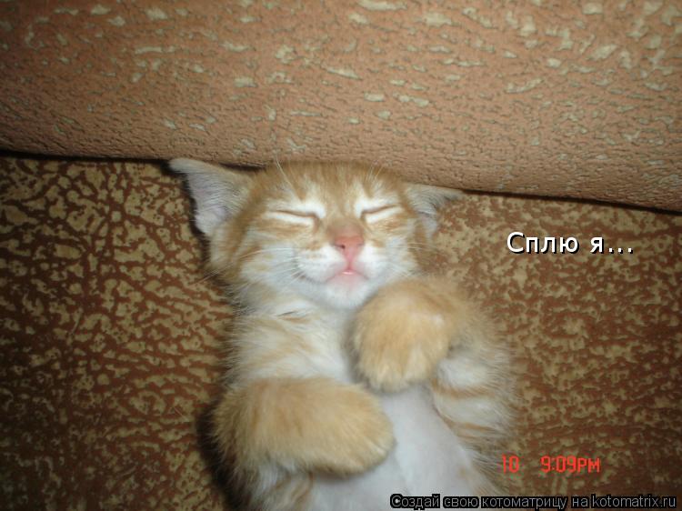 Сплю я...... Котоматрица: Сплю я...