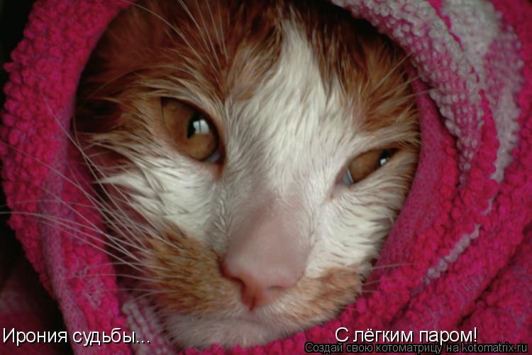 Ирония судьбы... С лёгким паром!... Котоматрица: Ирония судьбы... С лёгким паром!