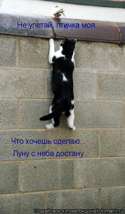 Котоматрица: Не улетай, птичка моя... Что хочешь сделаю... Луну с неба достану...
